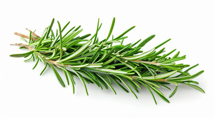 Isolated Rosemary Leaf Showcasing its Herbal Beauty on an Alpha Background