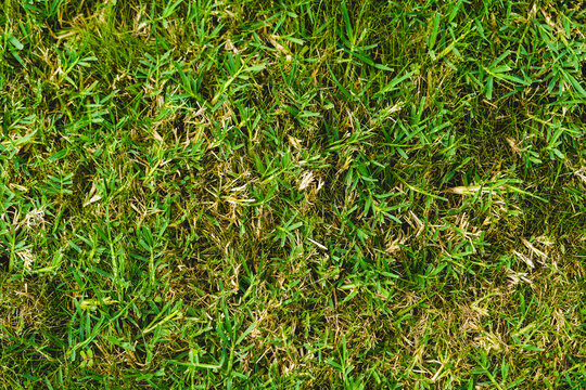 Crab Grass Weed in the Lawn, Digitaria ischaemum is a species of crabgrass known by the common names smooth crabgrass and small crabgrass. Common roadside and garden weed. It is an annual grass.