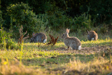 Grey small hare eating grass on summer field. Wild rabbit in nature, Wild rabbit sitting in grass field