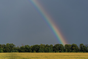 Rainbow in sky over rural lawn, summer field country landscape, A rainbow forms over the forest canopy after an afternoon thundershower