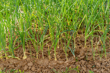 Green onions growing in field, closeup. Harvest season, common organic plant, young vegetables sprout grows ground, bio farmer farming, agricultural garden fresh, organically grown 