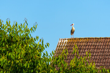 Beautiful one white stork (Ciconia ciconia) on tiled orange roof. Blue sky
