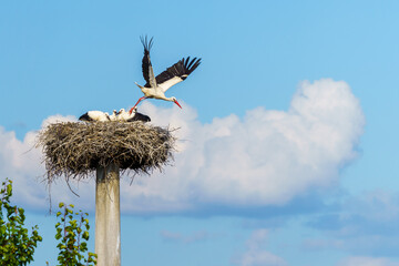 Beautiful white storks (Ciconia ciconia) in the nest. Blue cloudy sky