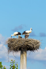 Beautiful white storks (Ciconia ciconia) in the nest. Blue cloudy sky