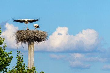 Beautiful white storks (Ciconia ciconia) in the nest. Blue cloudy sky