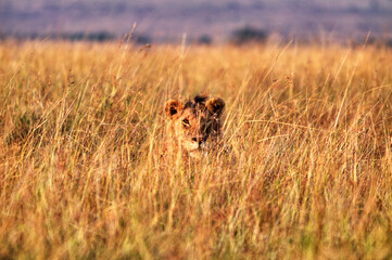 Lion masai mara