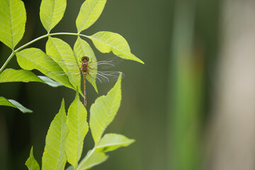 dragonfly on a leaf  - Powered by Adobe