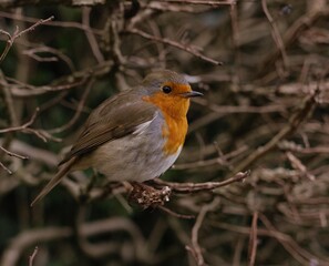 robin on a branch