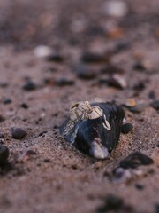 shell on the beach 
