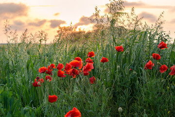 Blooming poppy field at sunset. Red poppies in green grass