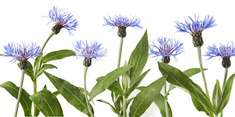 Fresh cornflower blossom beautiful blue flowers i - obrazy, fototapety, plakaty