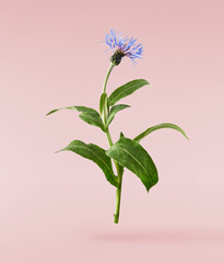 Fresh cornflower blossom beautiful blue flowers falling in the air isolated - obrazy, fototapety, plakaty
