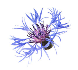 Fresh cornflower blossom beautiful blue flowers i