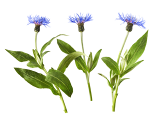 Fresh cornflower blossom beautiful blue flowers falling in the air isolated
