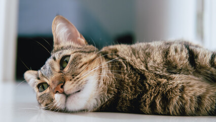 Tabby kitten lying on the floor, lazy cats