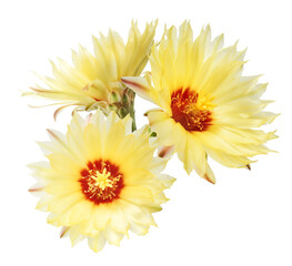 Fresh cactus flower blossom beautiful yellow flowers falling in the air isolated