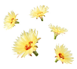 Fresh cactus flower blossom beautiful yellow flowers falling in the air isolated