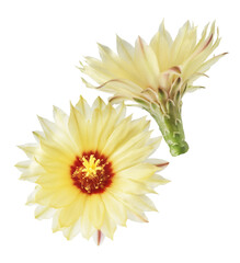 Fresh cactus flower blossom beautiful yellow flowers falling in the air isolated