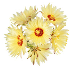 Fresh cactus flower blossom beautiful yellow flowers falling in the air isolated