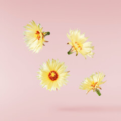 Delicious Chocolate flying in the air. High resolution levitation concept