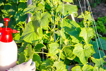 Treating cucumber plants with a spray against diseases and pests. Growing vegetables in the garden