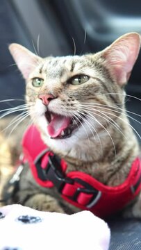 A kitten panting from the heat, funny cats