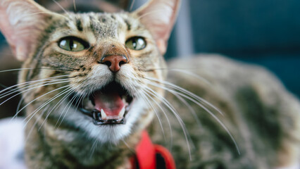 Tabby cat meowing, focus on nose, space for text.