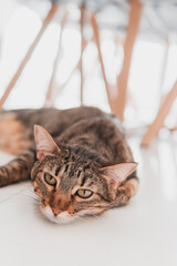 a bored kitten at home lying on the floor, sad kitten.