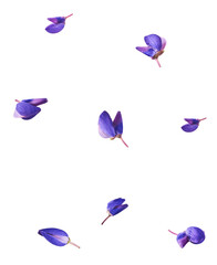 Fresh Lupine blossom beautiful purple flowers falling in the air isolated on white background. Zero gravity or levitation spring flowers conception, high resolution image