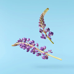Fresh Lupine blossom beautiful purple flowers falling in the air isolated on blue background. Zero...