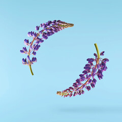 Fresh Lupine blossom beautiful purple flowers falling in the air isolated on blue background. Zero...