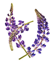 Fresh Lupine blossom beautiful purple flowers falling in the air isolated on white background. Zero...