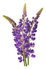 Fresh Lupine blossom beautiful purple flowers falling in the air isolated on white background. Zero gravity or levitation spring flowers conception, high resolution image