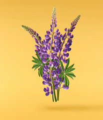 Fresh Lupine blossom beautiful purple flowers falling in the air isolated on yellow background. Zero gravity or levitation spring flowers conception, high resolution image