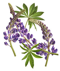 Fresh Lupine blossom beautiful purple flowers falling in the air isolated on white background. Zero...