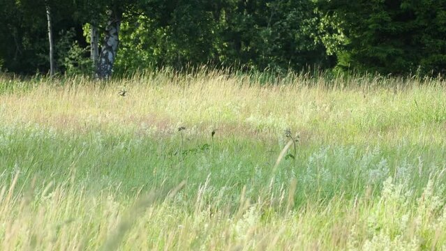 Whinchat flying and perching to a plant on a meadow habitat in Estonia, Northern Europe	