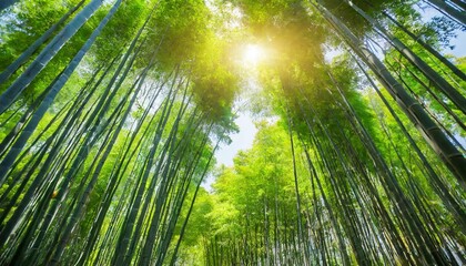 sunshine and green bamboo forest