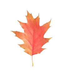 Obraz premium Autumn season. Oak leaf isolated on white