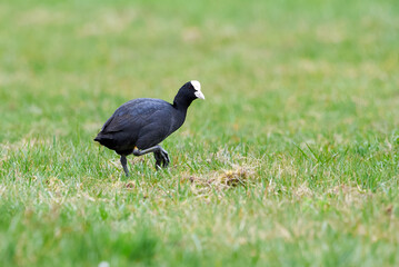 Eurasian Coot on a field ( Fulica Atra ). 