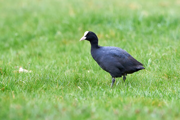 Eurasian Coot on a field ( Fulica Atra ). 