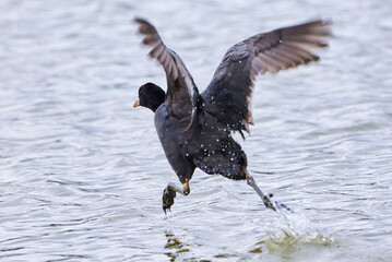 Eurasian Coot running on water ( Fulica Atra ). 