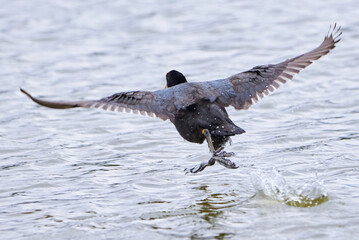 Eurasian Coot running on water ( Fulica Atra ). 