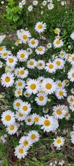 Fototapeta premium field of daisies
