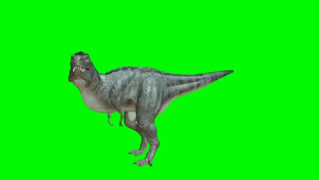 Tyrannosaurus Green screen video