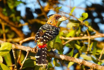 Crested Barbet sitting in a tree