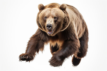 Fototapeta premium Brown Bear charging toward the camera on a white background, animal front portrait