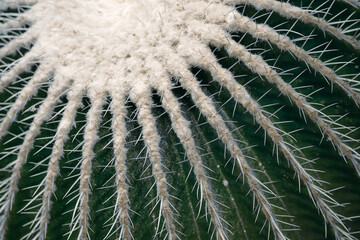 Close up of cactus at a botanical garden in Seattle, Washington