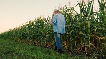 Naklejka na ściany i meble Farmer walks along field of corn checking harvest. Businessman with tablet walks past field inspecting corn crop. Agriculturist touches corn leaves, cobs checking corn growing process. Worker in field