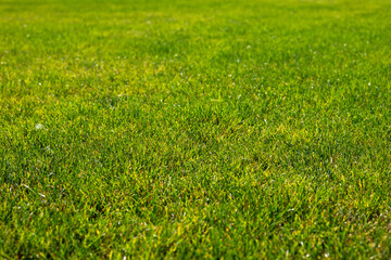 Green sheared groomed lawn, texture of a green grass. Abstract natural background with selective...
