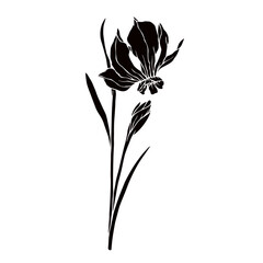 Silhouette,doodle of spring daffodil flower.Vector graphics.